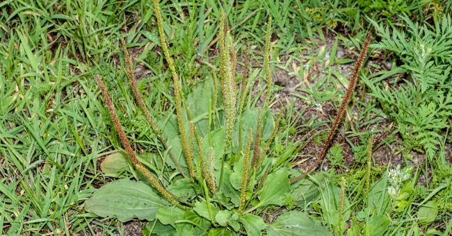 Plantago major